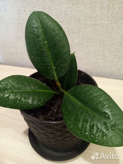 Фикус 2 вида