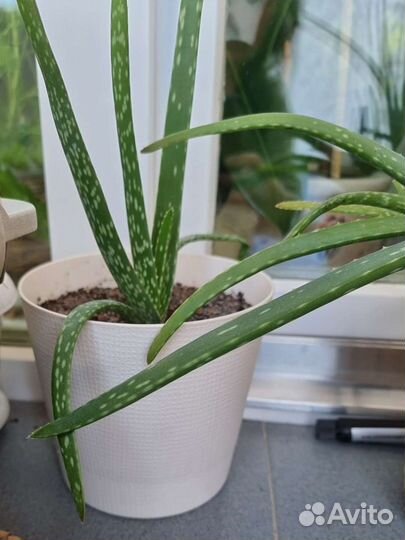Алоэ 2 видов, 1-5 летние