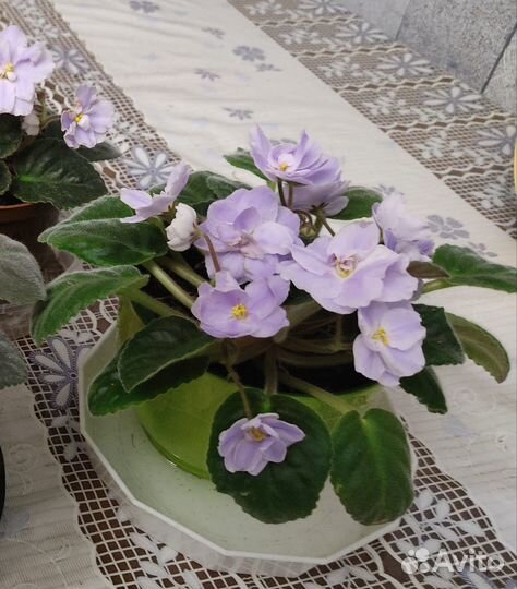 Фиалки обмен