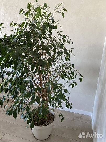 Фикус бенджамина