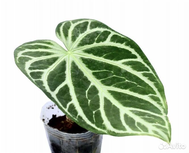 Антуриум магнификум сильвер