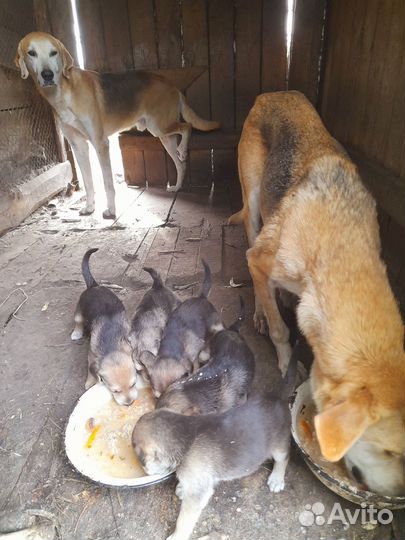 Щенки русской гончей