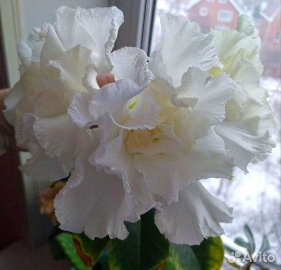 Адениумы махровые