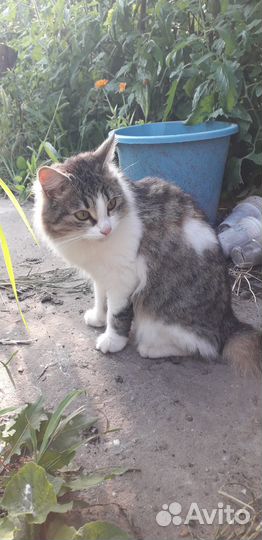 Найдена кошечка