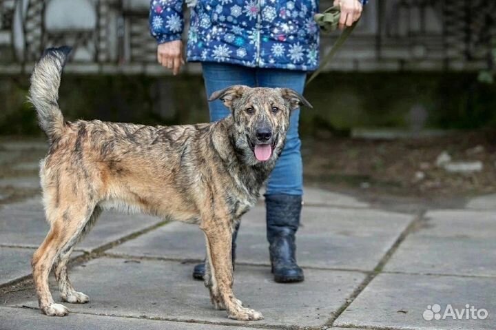 Собака в добрые руки отдам бесплатно