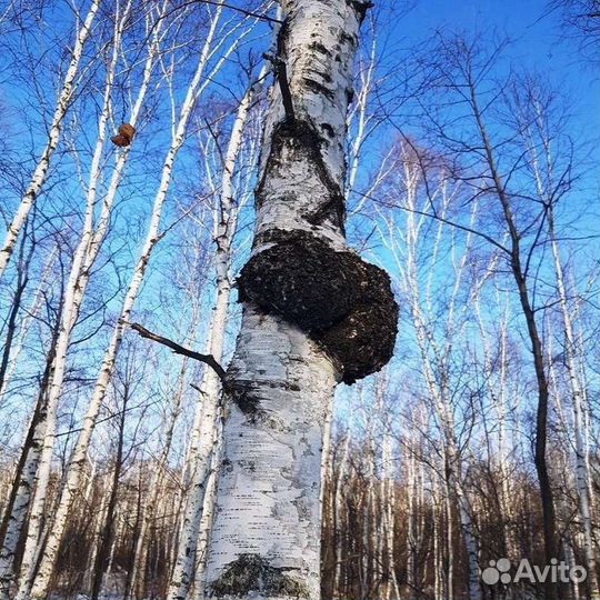 Чага Березовая крупный помол