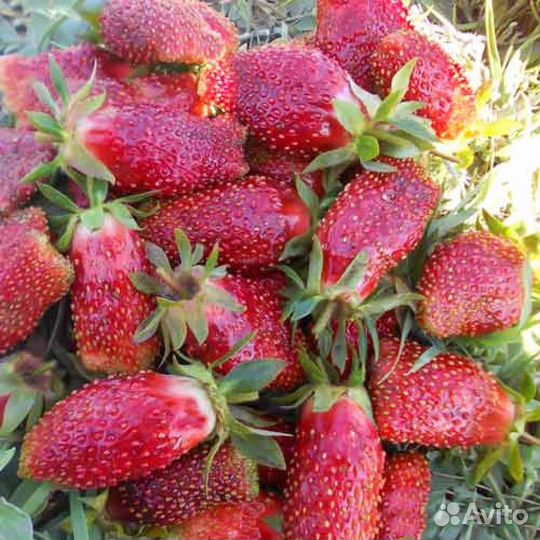 Саженцы Земклуники