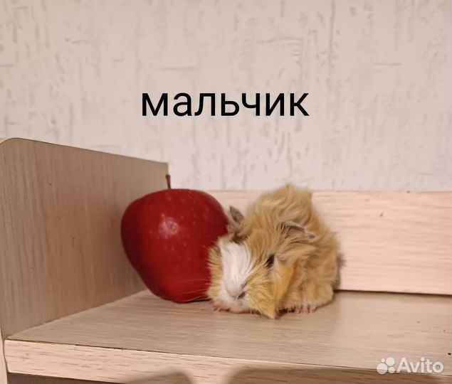 Морская свинка