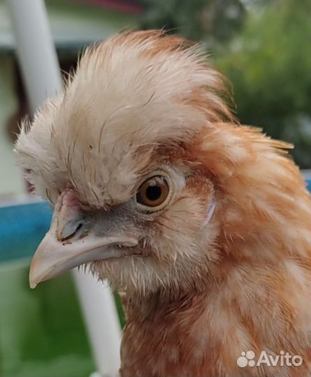 Бентамки, индоутка