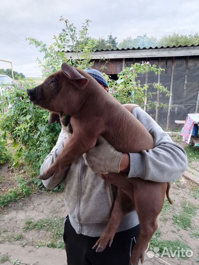 Поросята дюрок