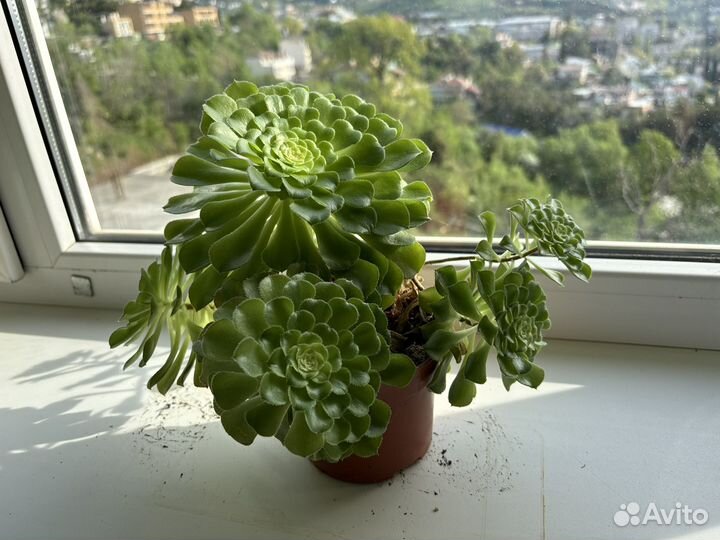 Суккуленты