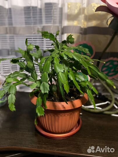 Гиппиаструм,декабрист,пальма Юкка, фикус