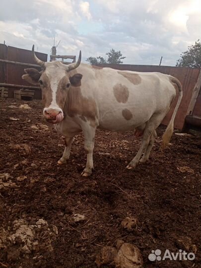 Корова дойная