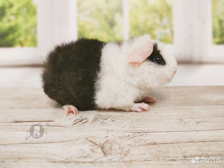 Морская свинка американский тедди