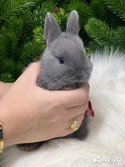 Элитный мини кролик