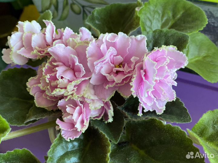 Фиалка KZ-Страна счастья