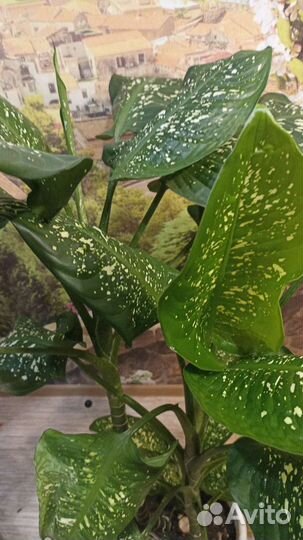 Диффенбахия