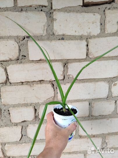 Индийский (китайский) лечебный лук