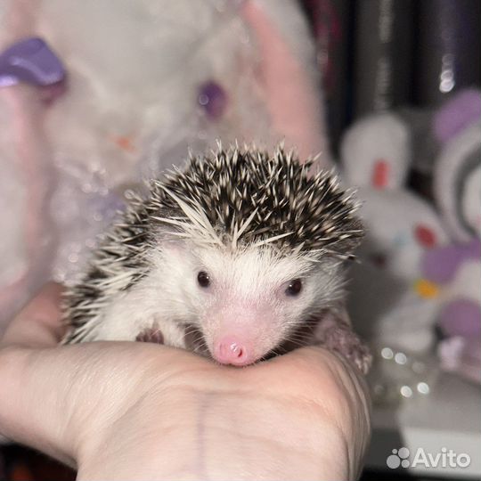 Африканский карликовый ежик