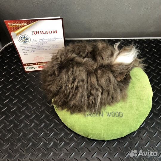 Морская свинка альпака