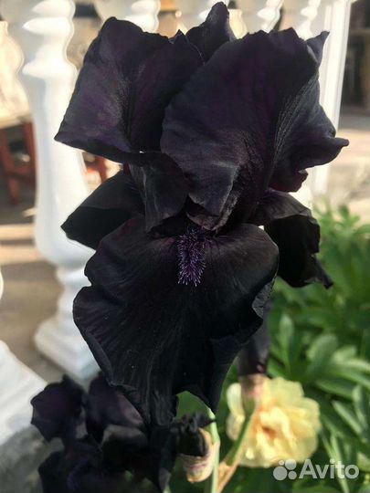 Ирисы бородатые