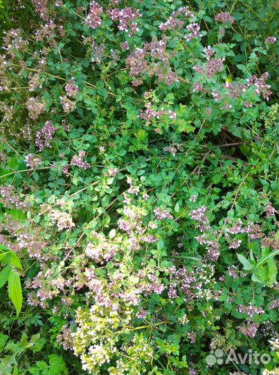 Душистые травы саженцы