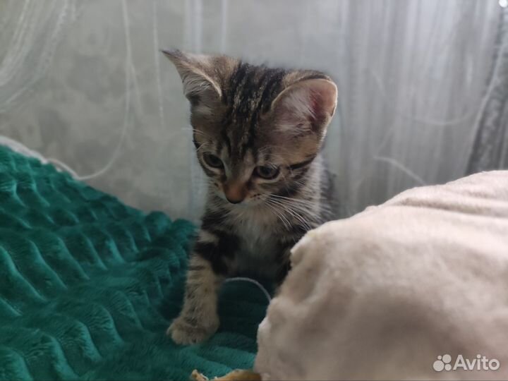 Отдам котят в добрые руки