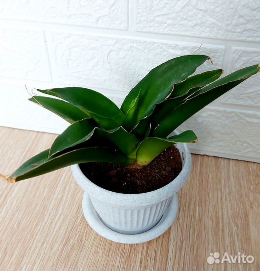 Сансевиерия Sansevieria