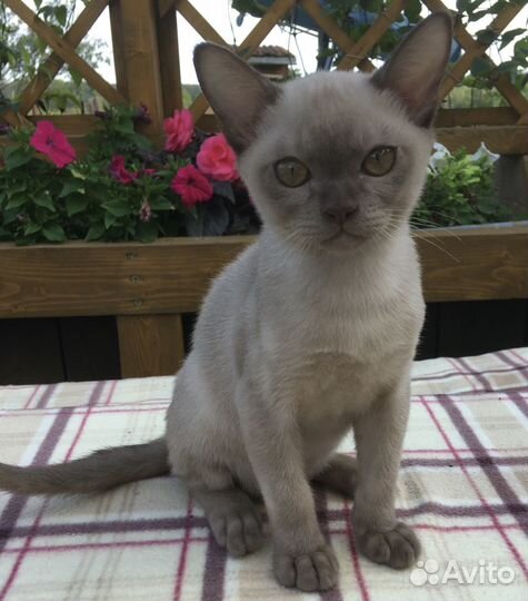 Европейская Бурма - котята