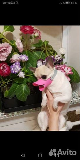 Намордник для маленькой собаки