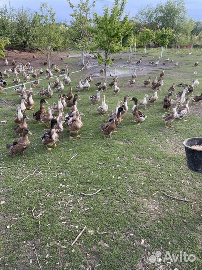 Утка Башкирская