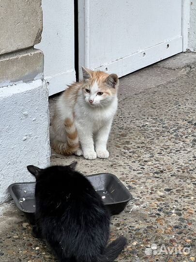 Уличные котята в добрые руки, 3 шт