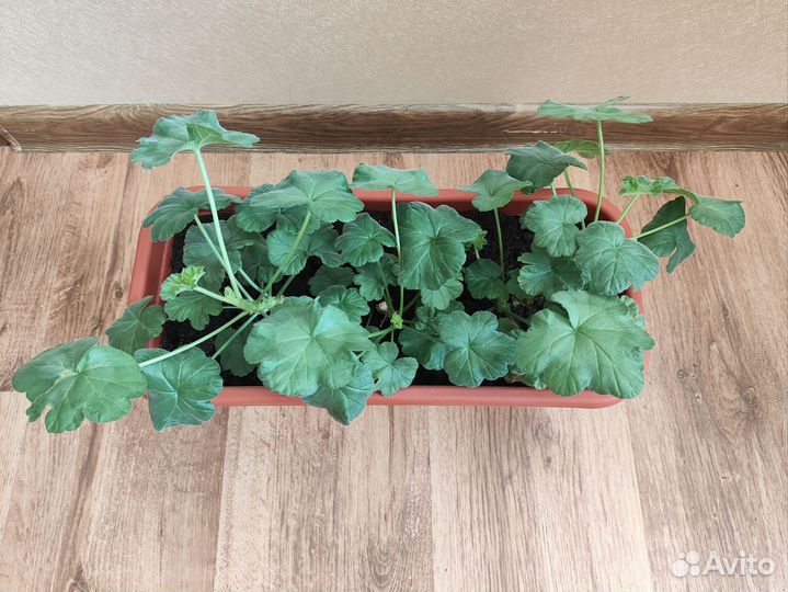 Герань пеларгония