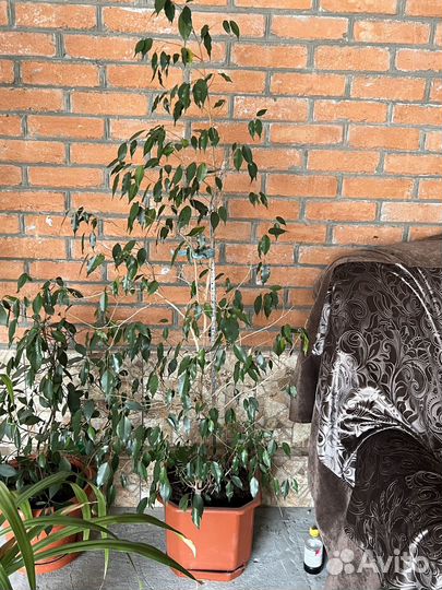 Домашние растения цветы