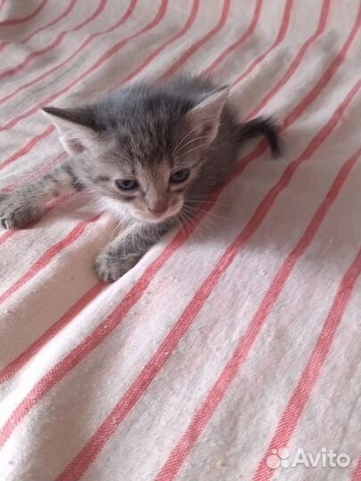 Котята ищут дом