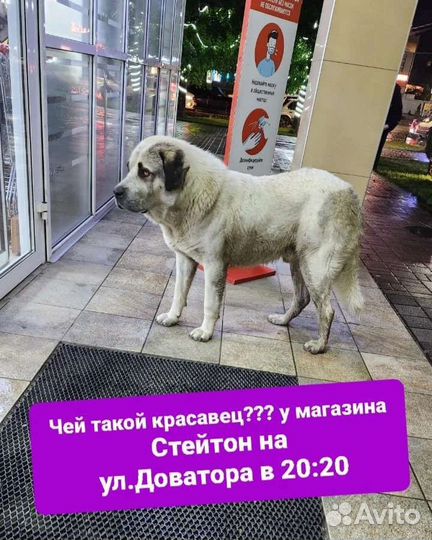 Алабай