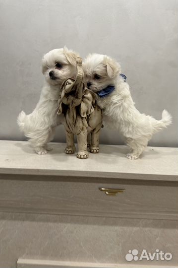 Мальтезе мини/микро