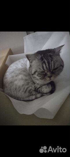 Британская кошка в дар