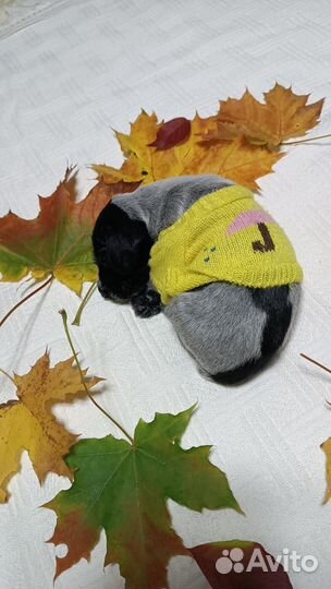 Щенки дратхаара