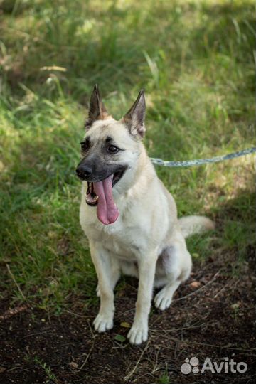 Красавица собака ищет любящих хозяев