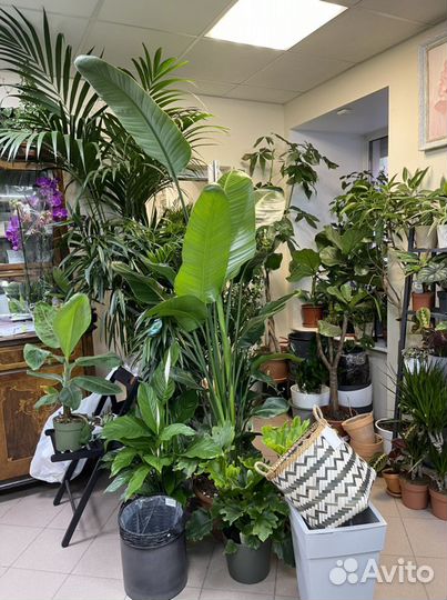 Пальма спатифиллум кактус драцена