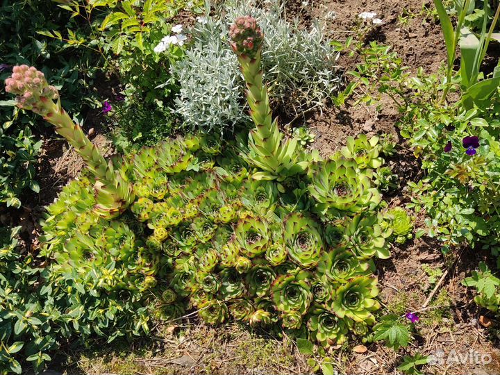 Многолетние почвопокровники очитки, гвоздика и др