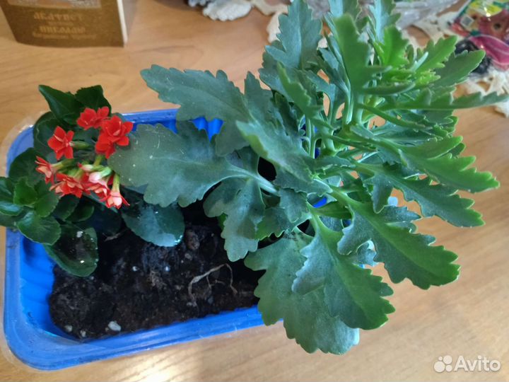 Каланхоэ цветущий