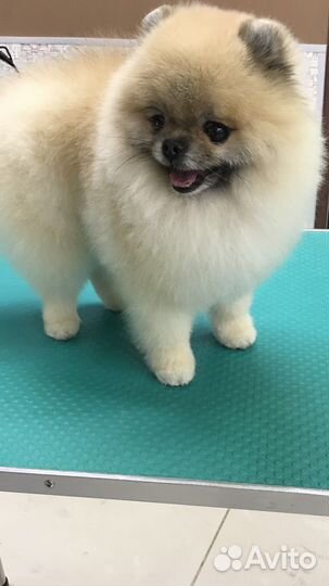 Стрижка собак и кошек. Грумер