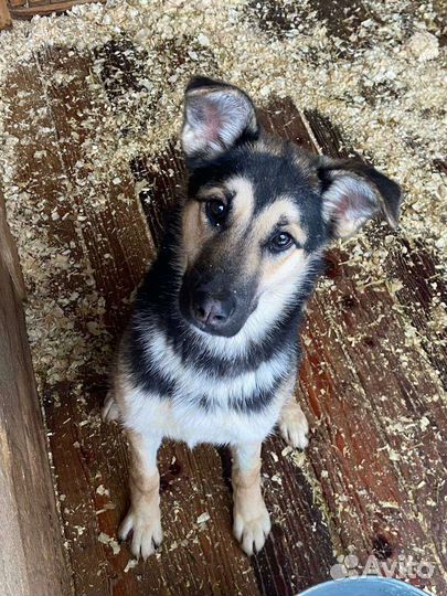 Молодая собачка ждёт тебя