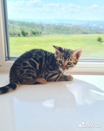 Бенгальская