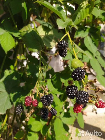 Саженцы Ежемалины