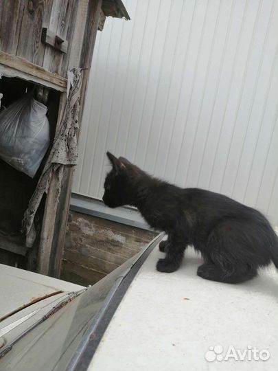 Котята в добрые руки бесплатно