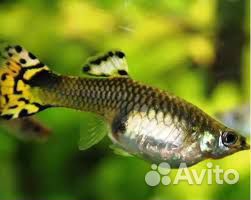 Аквариумные рыбки