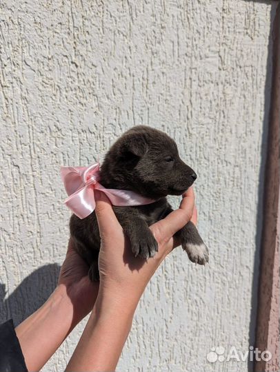 Щенок в добрые руки